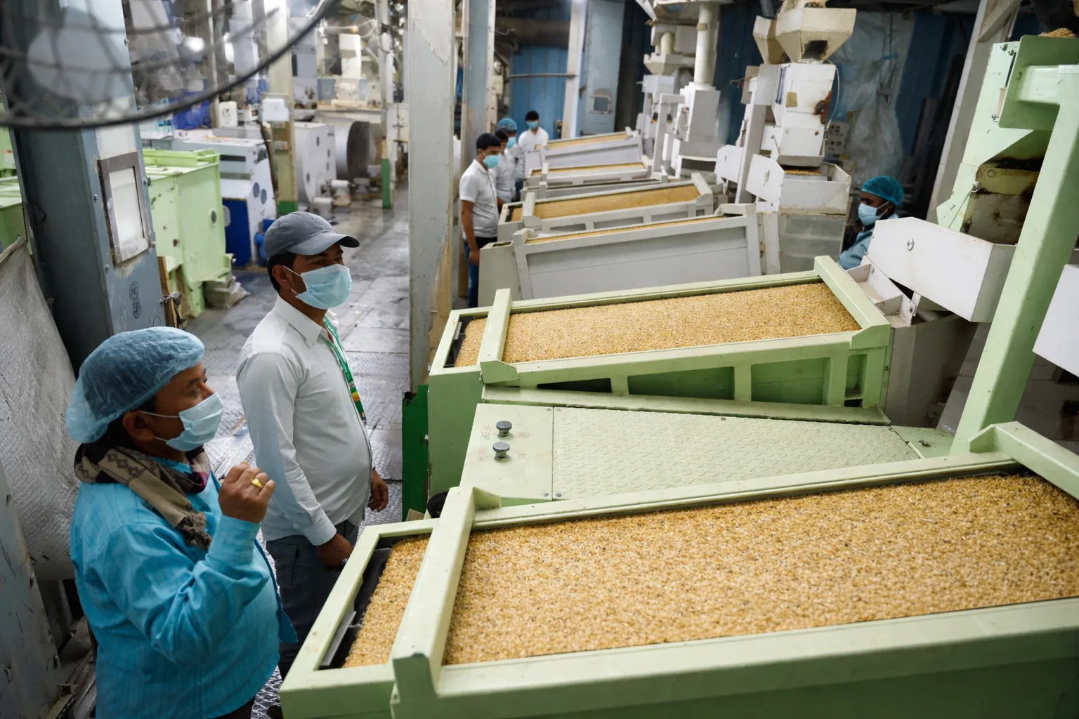 Rice Categories Showcase